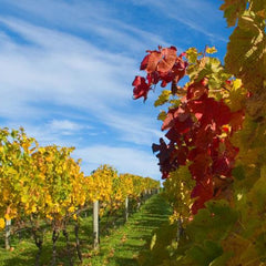 怀赫科岛葡萄酒观光