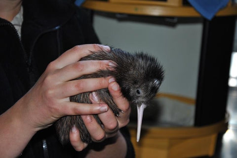 8.Auckland Zoo - Behind the scenes experiences